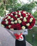 101 красно-белая роза 1м