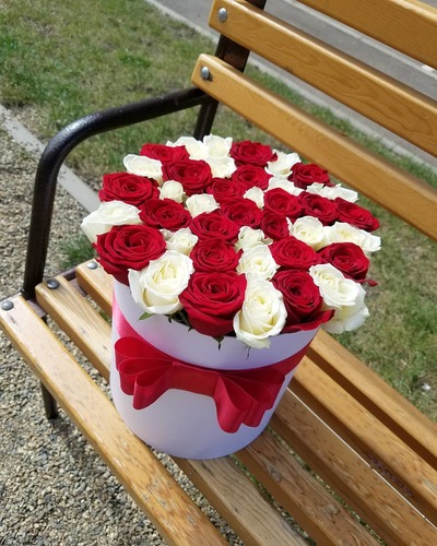 41 бело-красная роза